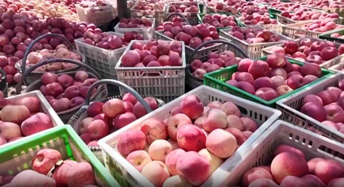 子长：“果薯桑畜”齐发力日子越过越红火(图2)