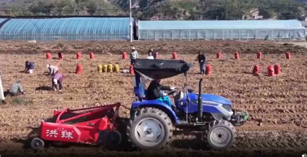 子长：“果薯桑畜”齐发力日子越过越红火(图3)