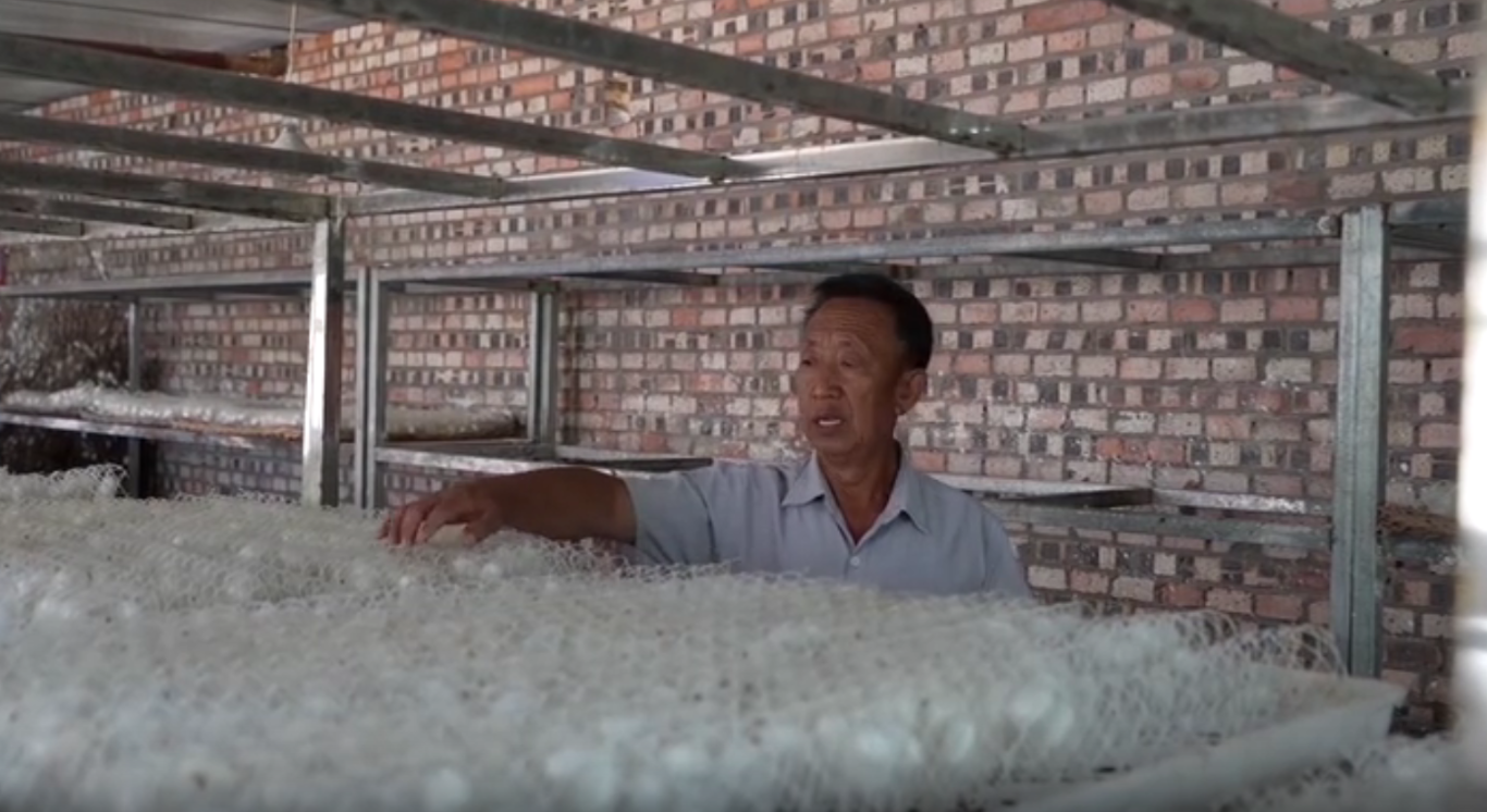 子长：“果薯桑畜”齐发力日子越过越红火(图5)