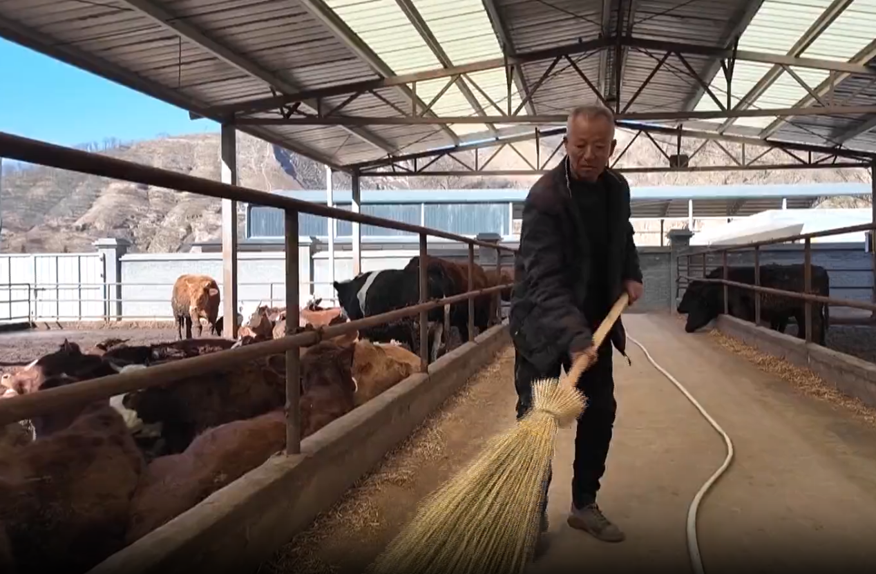 子长：“果薯桑畜”齐发力日子越过越红火(图6)