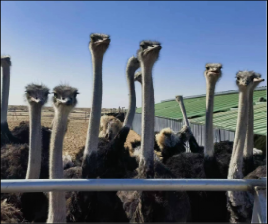 锚定联农带农核心激活畜牧业转型升级新动能