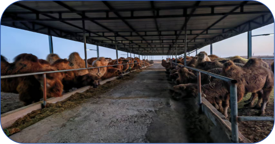 锚定联农带农核心激活畜牧业转型升级新动能(图2)