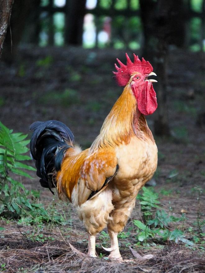 为港捐4000万元港币的温氏股份究竟是一家怎样的企业？