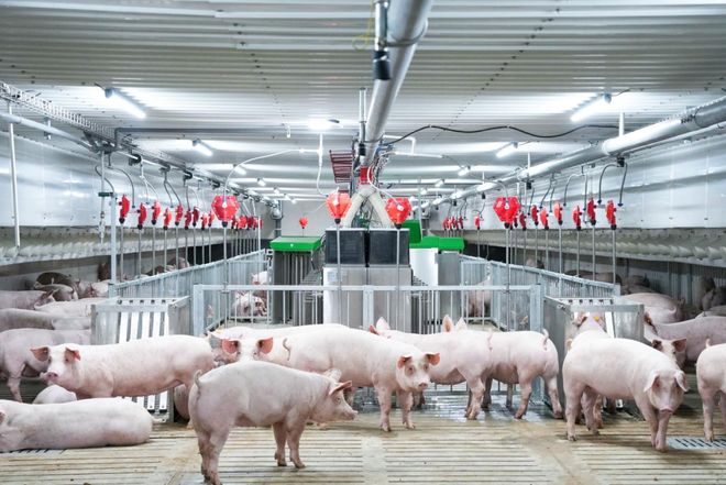 料比低至25：1+节粮10%！中小养殖户靠扬翔这套“数智工具”每头猪多赚100多元(图4)