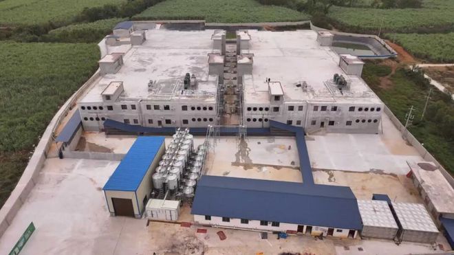 料比低至25：1+节粮10%！中小养殖户靠扬翔这套“数智工具”每头猪多赚100多