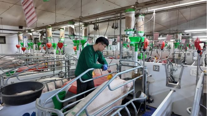 料比低至25：1+节粮10%！中小养殖户靠扬翔这套“数智工具”每头猪多赚100多元(图7)