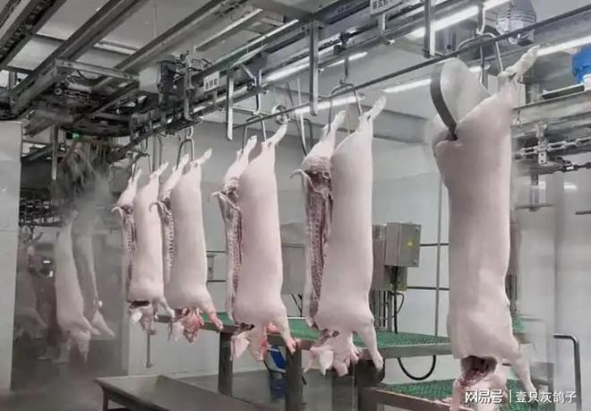 浙江“第一屠夫”：一年杀猪500万头还有700万头的产能放着没用