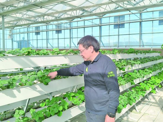 安徽泗县：现代农业绘就乡村振兴新图景