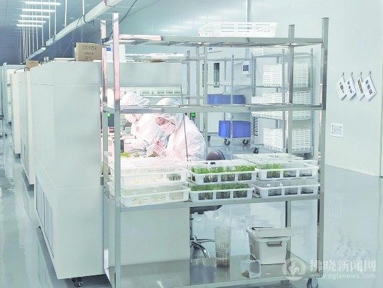 安徽泗县：现代农业绘就乡村振兴新图景(图2)