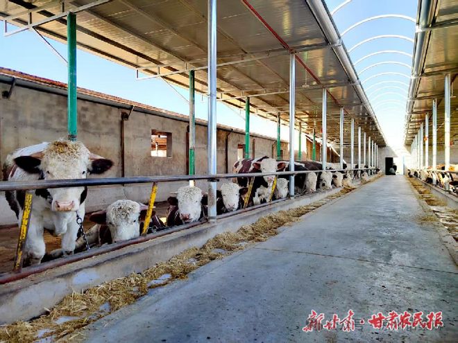 凯发旗舰厅凉州畜牧天下饶！凉州畜牧甲天下！武威人振兴“牛”产业过上了“牛”日子！！！(图2)