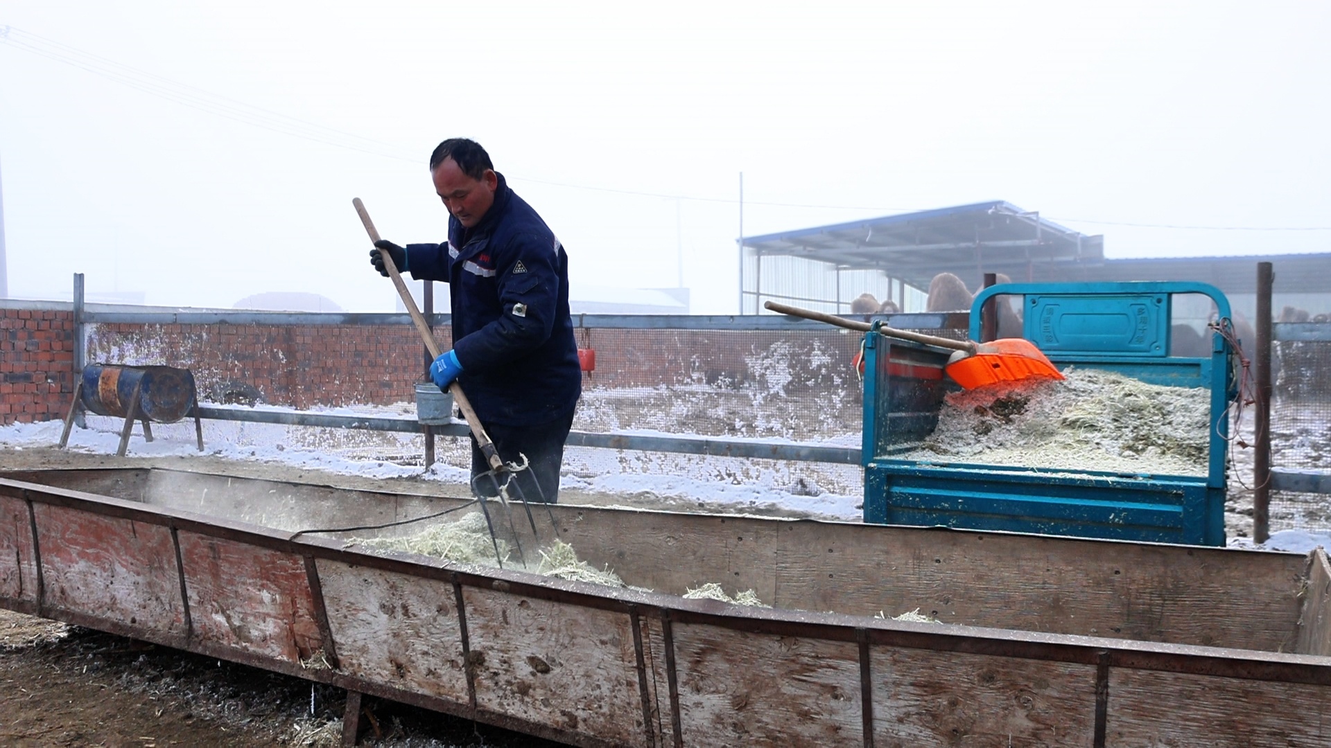 新质新造·昌吉丨“沙漠白金”驼产业铺就乡村振兴致富路(图2)