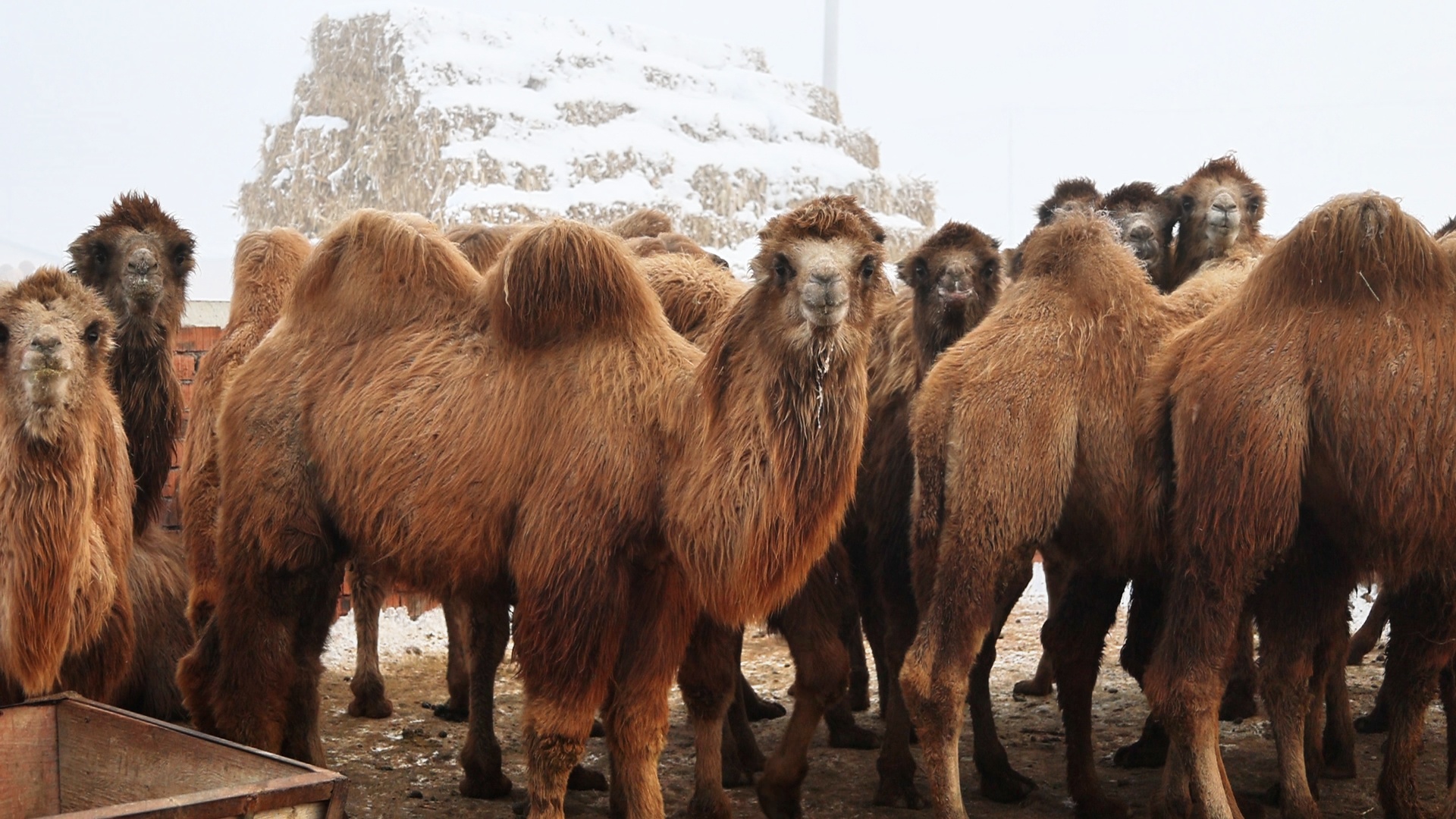 新质新造·昌吉丨“沙漠白金”驼产业铺就乡村振兴致富路(图3)
