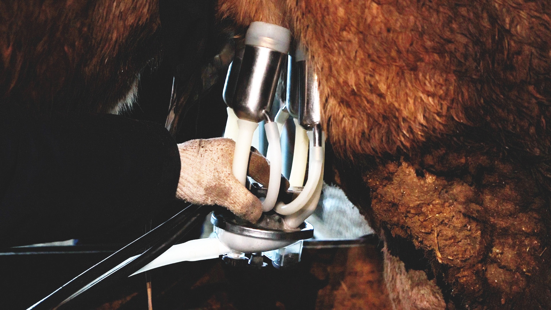 新质新造·昌吉丨“沙漠白金”驼产业铺就乡村振兴致富路