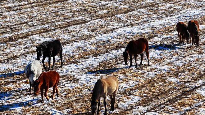 凯发国际内蒙古宝日勿苏镇畜牧业绘就草原振兴新图景(图7)
