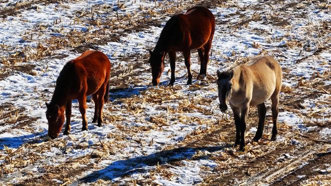 凯发国际内蒙古宝日勿苏镇畜牧业绘就草原振兴新图景(图2)