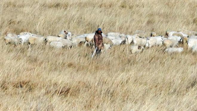 凯发国际内蒙古宝日勿苏镇畜牧业绘就草原振兴新图景(图4)