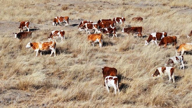 凯发国际内蒙古宝日勿苏镇畜牧业绘就草原振兴新图景(图5)