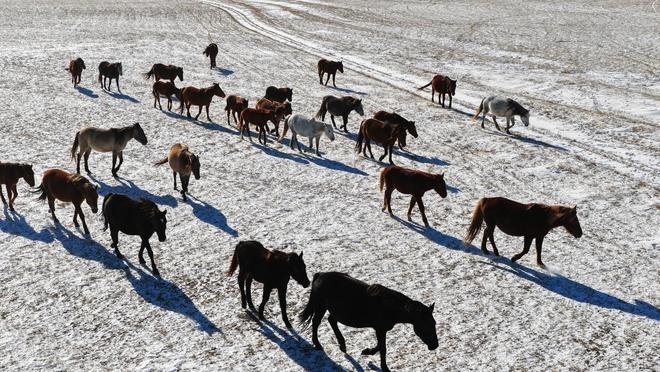 凯发国际内蒙古宝日勿苏镇畜牧业绘就草原振兴新图景(图6)