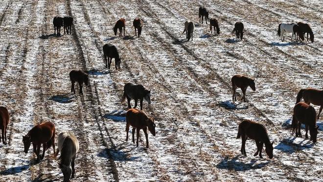 凯发国际内蒙古宝日勿苏镇畜牧业绘就草原振兴新图景(图3)