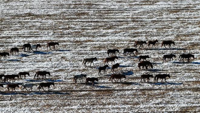 凯发国际内蒙古宝日勿苏镇畜牧业绘就草原振兴新图景