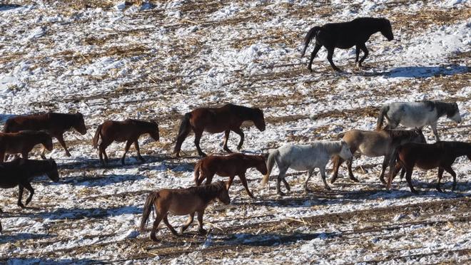 凯发国际内蒙古宝日勿苏镇畜牧业绘就草原振兴新图景(图8)