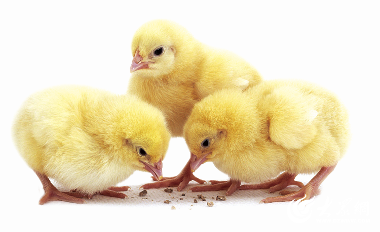 【烟台肉鸡四十载】天源集团：有胆有识有德有容(图6)