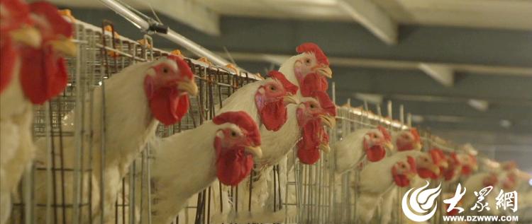 【烟台肉鸡四十载】天源集团：有胆有识有德有容(图5)