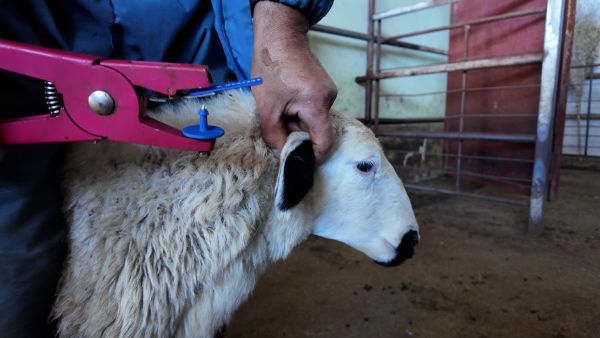 呼伦贝尔市系统解决草原过牧问题推动传统畜牧业转型升级典型案例