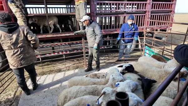 呼伦贝尔市系统解决草原过牧问题推动传统畜牧业转型升级典型案例(图3)