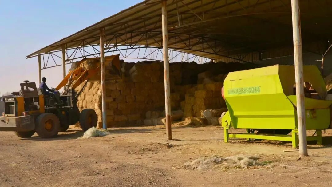 阿克苏市：越冬饲料储备足畜牧发展有保障