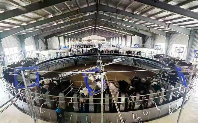 凯发国际凉州（武威）畜牧天下饶！！武威市古浪县从牧场到餐桌的“黄金奶业”链条不断完善(图3)