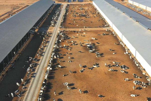 凯发国际凉州（武威）畜牧天下饶！！武威市古浪县从牧场到餐桌的“黄金奶业”链条不断