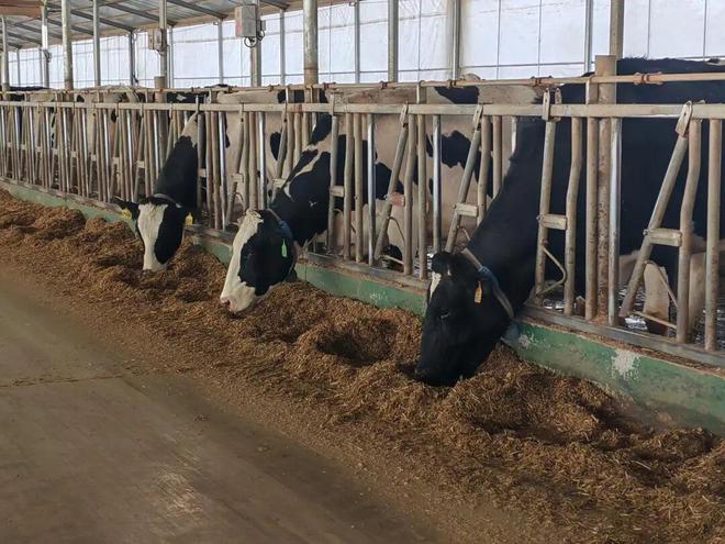 凯发国际凉州（武威）畜牧天下饶！！武威市古浪县从牧场到餐桌的“黄金奶业”链条不断完善(图2)