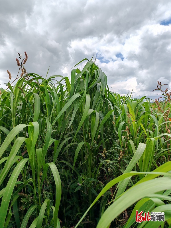 “围场御道口智慧循环农牧业示范区建设”项目通过结题验收(图2)