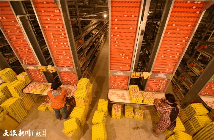 一枚鸡蛋如何“孵化”出一条产业链？(图2)