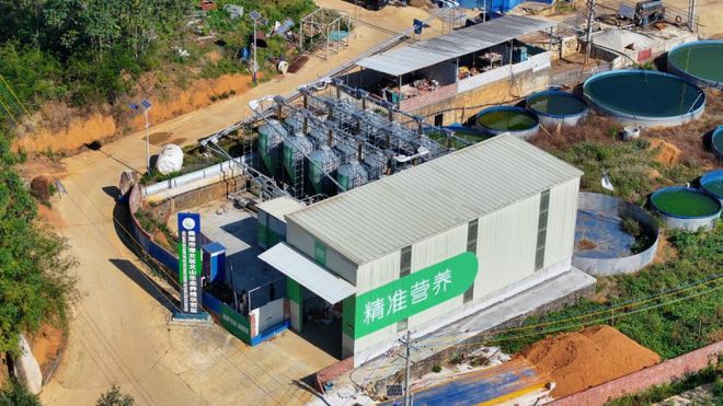 牛！用这个方法！一猪场老板对玉米豆粕的依赖竟然减少近20%凯发旗舰厅(图2)