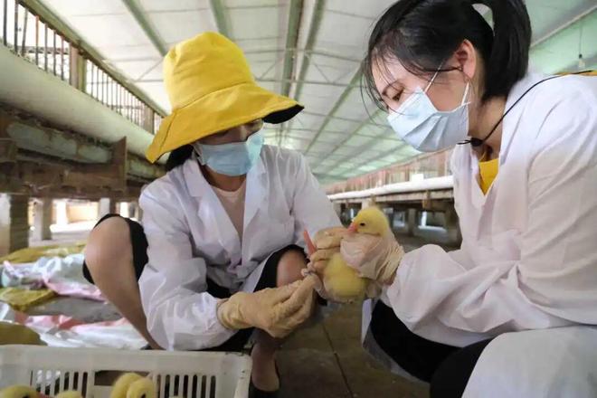 “最美公务员”李玲：做凯发国际一只共富“领头鹅”(图5)