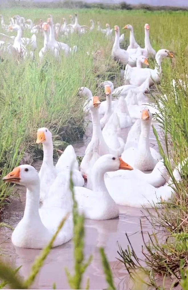 “最美公务员”李玲：做凯发国际一只共富“领头鹅”(图11)