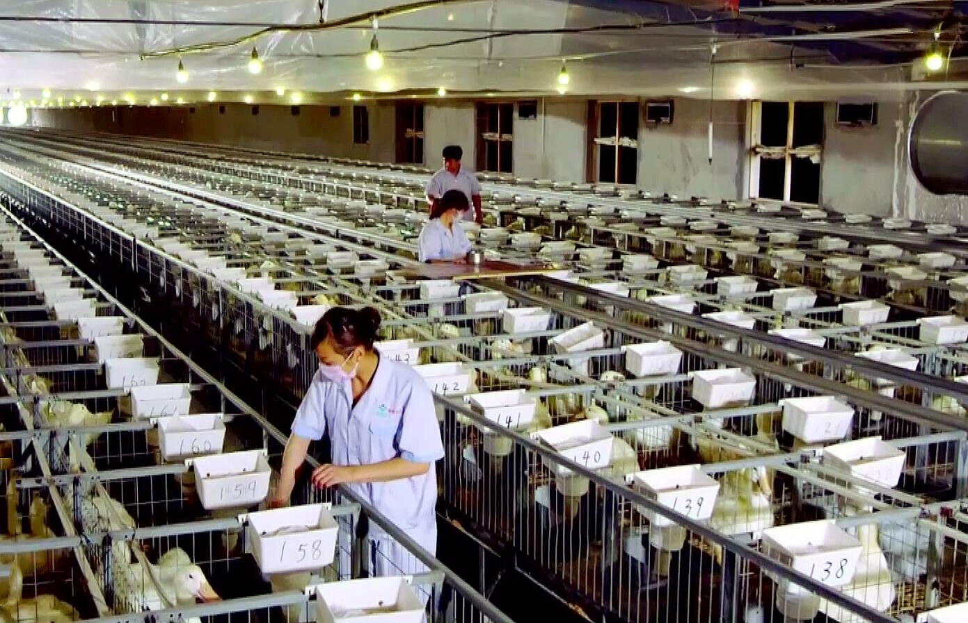 潍坊高密：实施生态+智慧双驱动为畜牧业高质量发展加力赋能ag凯发