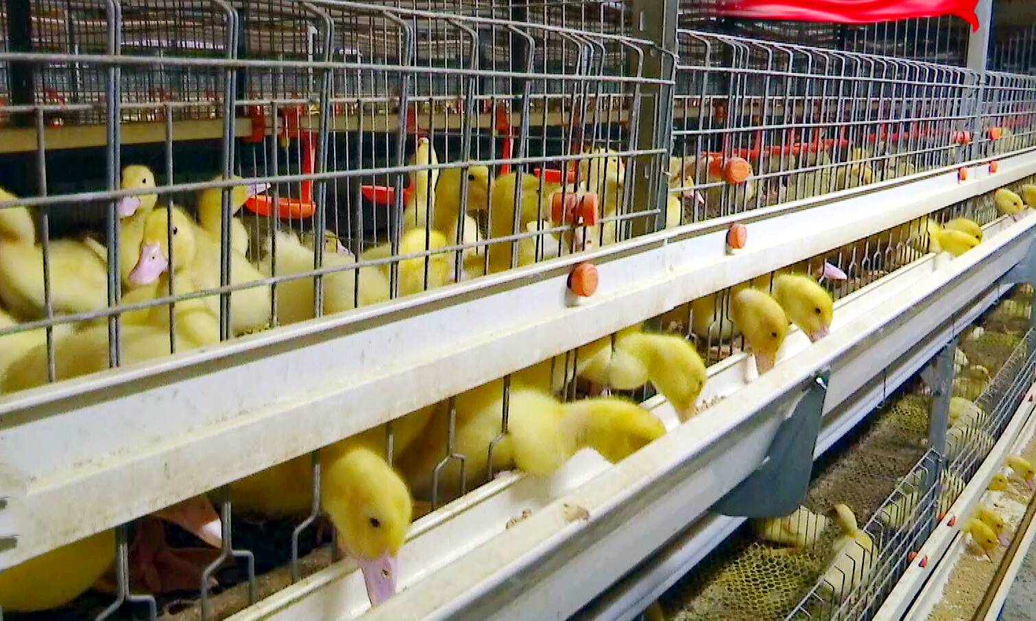 潍坊高密：实施生态+智慧双驱动为畜牧业高质量发展加力赋能ag凯发(图2)