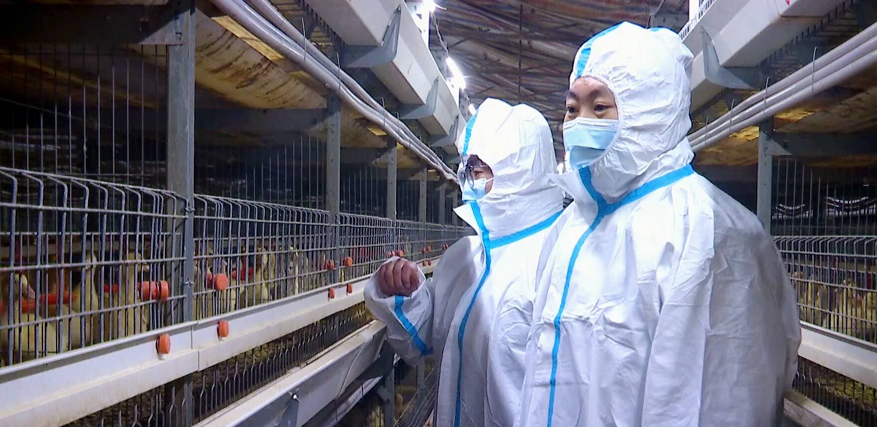 潍坊高密：实施生态+智慧双驱动为畜牧业高质量发展加力赋能ag凯发(图3)