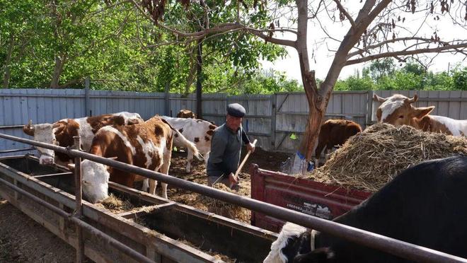 凯发国际最是喀什奋进时⑦丨喀什绿色畜牧产品凭啥成“金字招牌”？(图4)