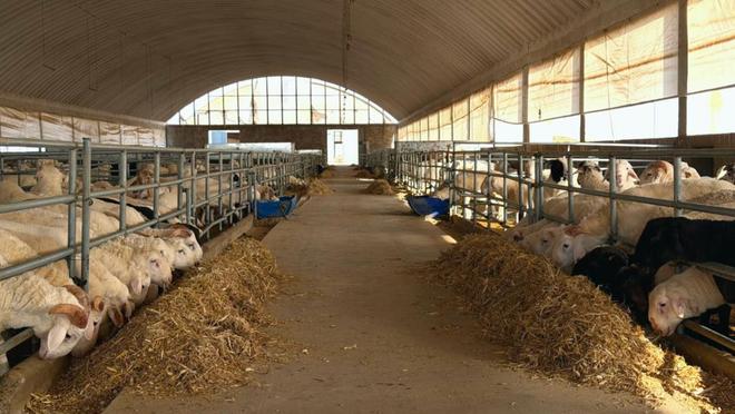 凯发国际最是喀什奋进时⑦丨喀什绿色畜牧产品凭啥成“金字招牌”？