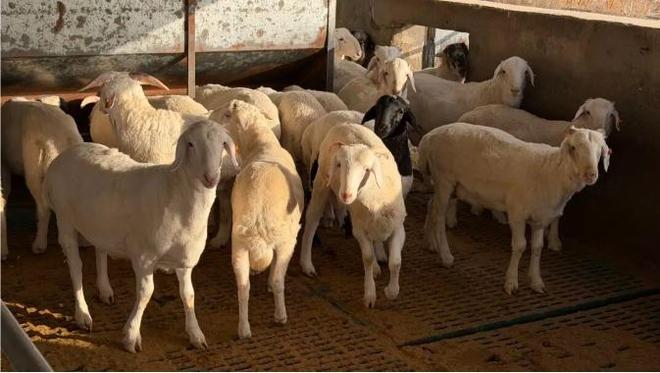 凯发国际最是喀什奋进时⑦丨喀什绿色畜牧产品凭啥成“金字招牌”？(图2)