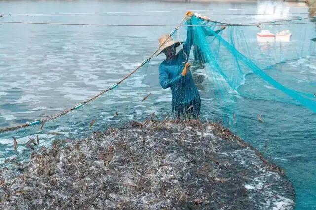 过中国年吃中国虾！为虾农代言为虾业筑品牌！2026全年系列直播活动正式启动！(图3)