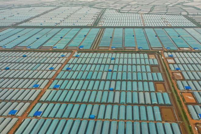 过中国年吃中国虾！为虾农代言为虾业筑品牌！2026全年系列直播活动正式启动！(图4)