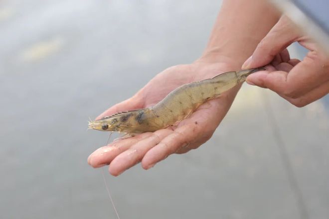 过中国年吃中国虾！为虾农代言为虾业筑品牌！2026全年系列直播活动正式启动！(图2)