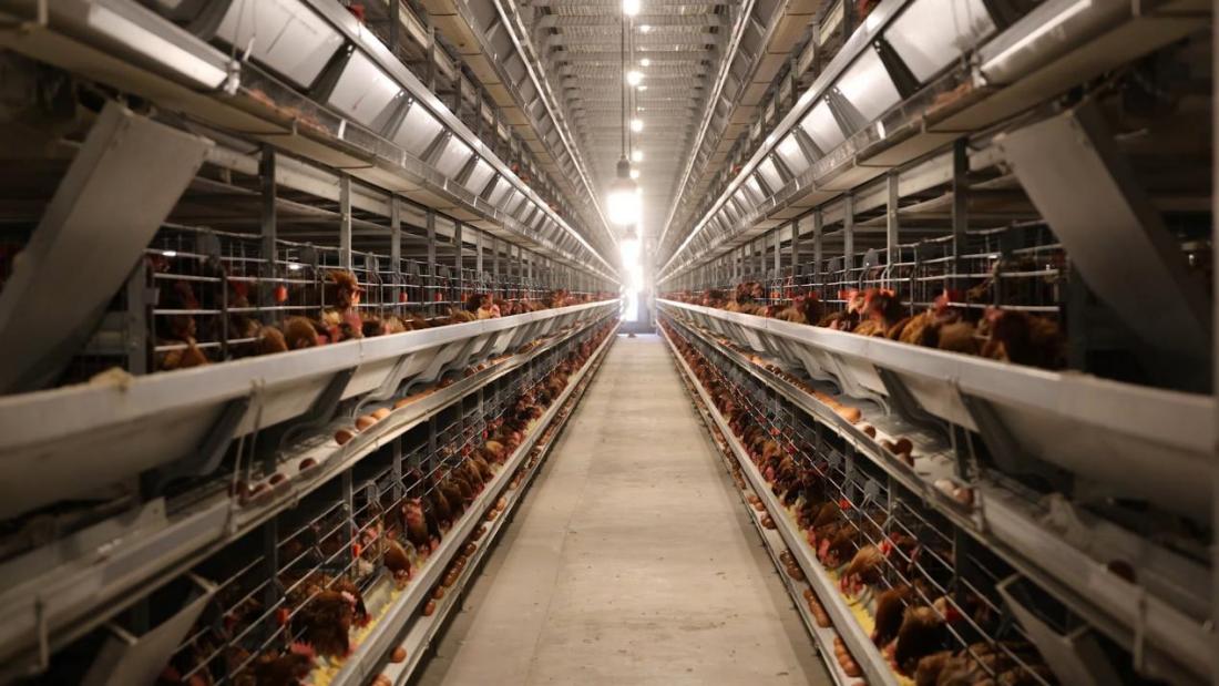 陇西：多措并举绘就现代畜牧业发展新图景