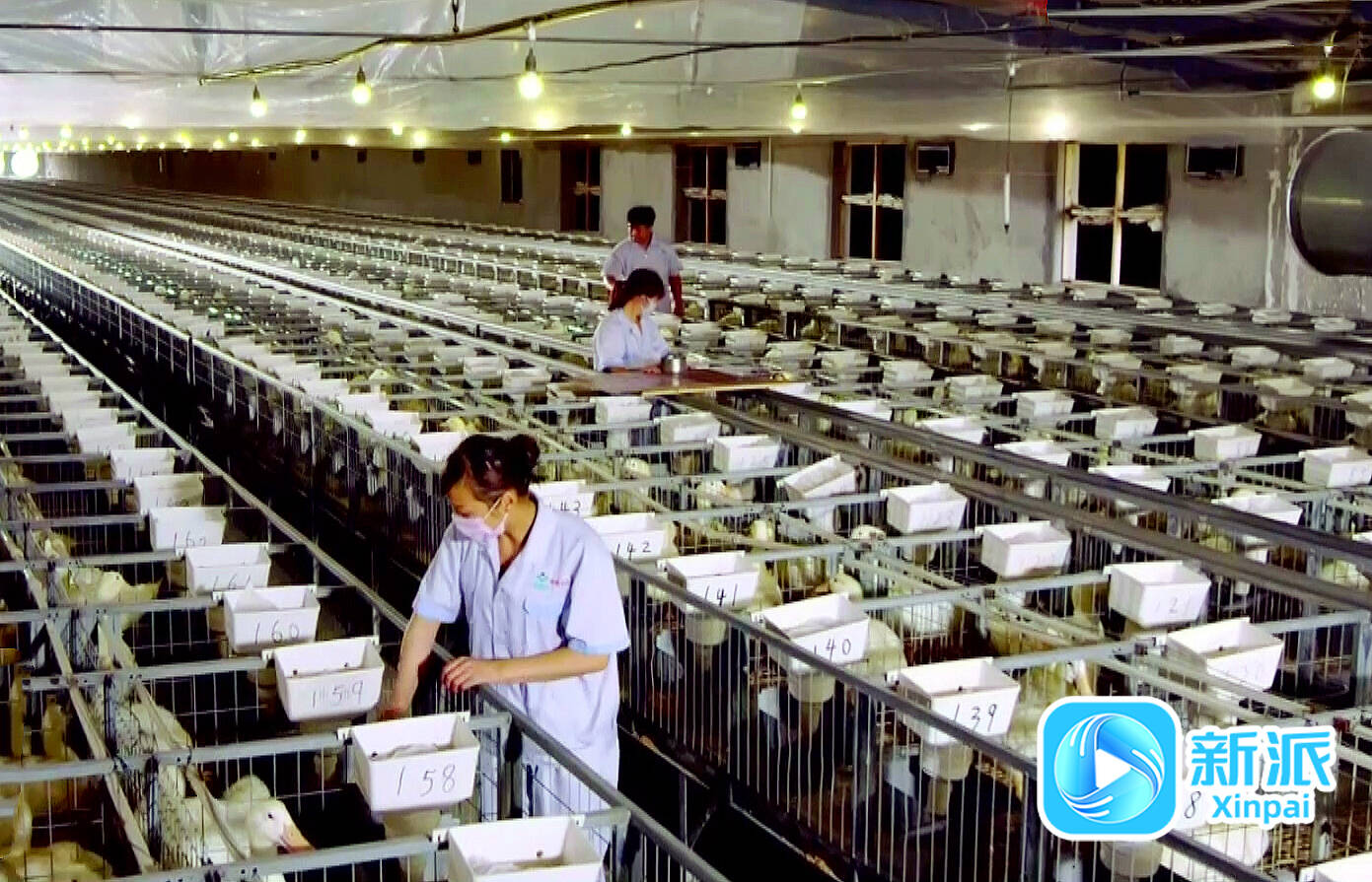 新派网刊发《潍坊高密：生态+智慧双驱动为畜牧业高质量发展加力赋能凯发旗舰厅