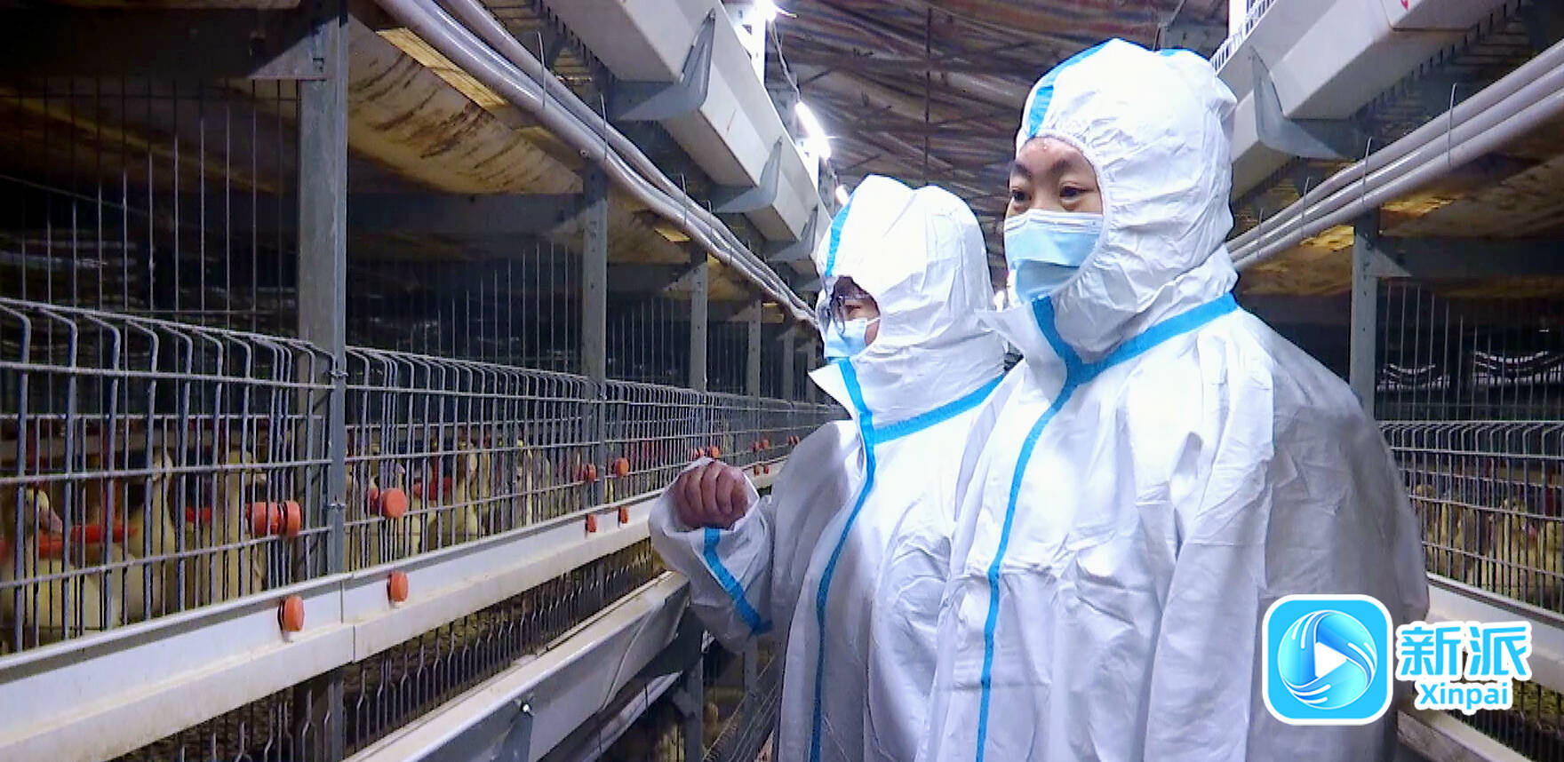 新派网刊发《潍坊高密：生态+智慧双驱动为畜牧业高质量发展加力赋能凯发旗舰厅(图2)